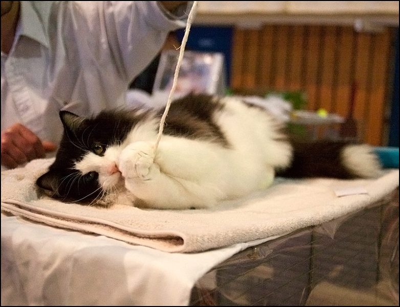 Ellboy du Soleil de Minuit 6.jpg - Ellboy du Soleil de Minuit